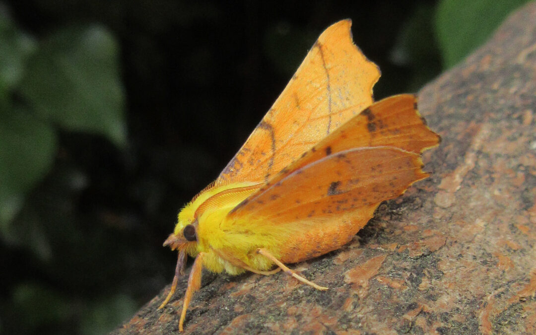 Image of a yellow moth close up on a tree