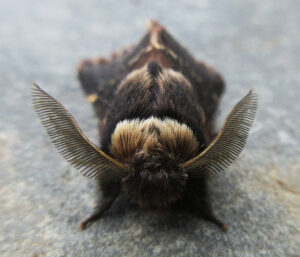 Image of a brown moth upclose