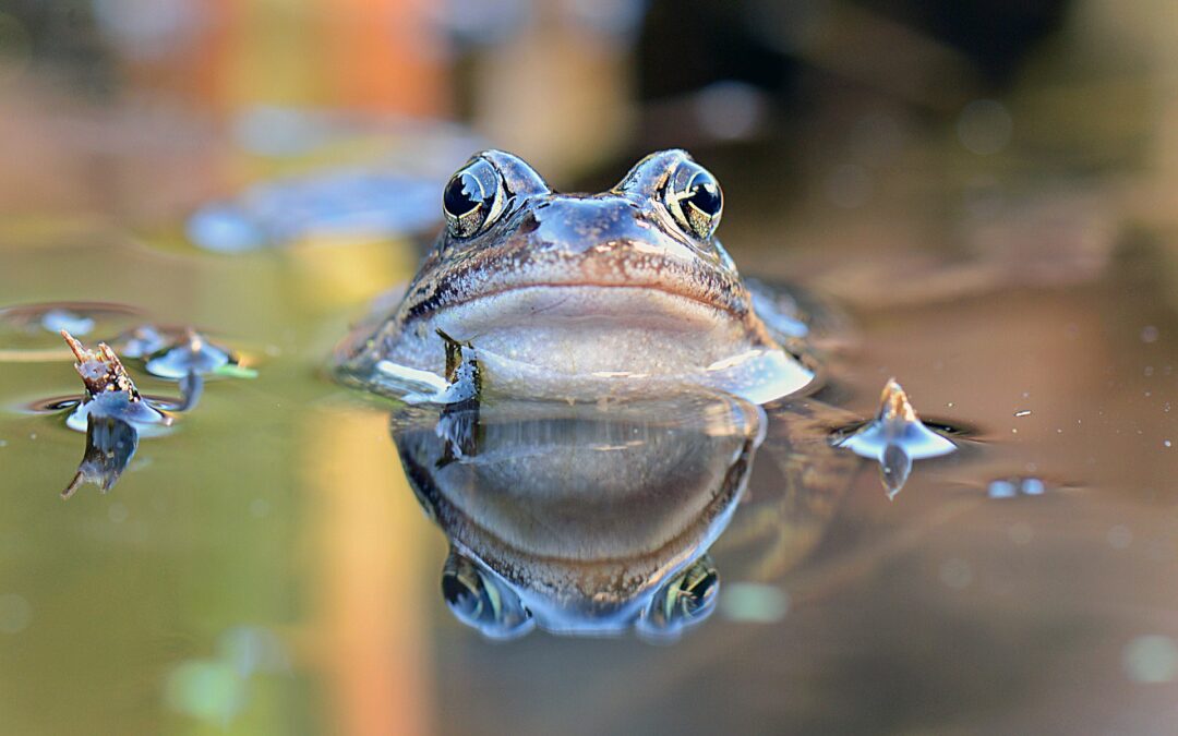 Frog head appearing above water