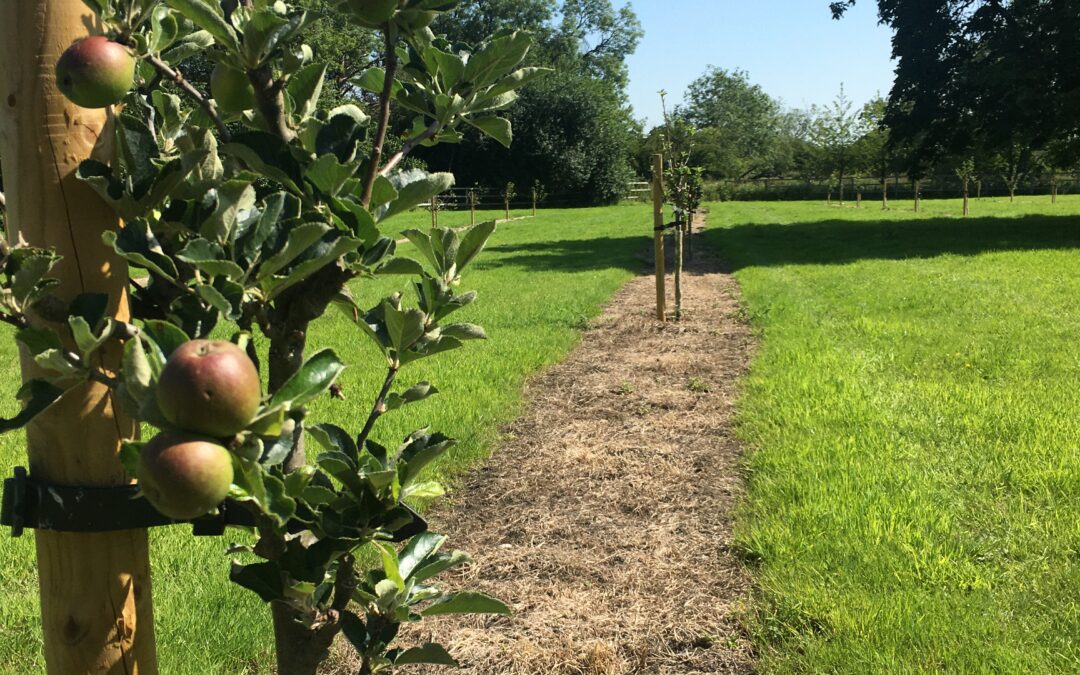 image of young apple trees
