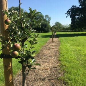 Young apple tree in orchard