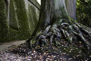 image of tree roots