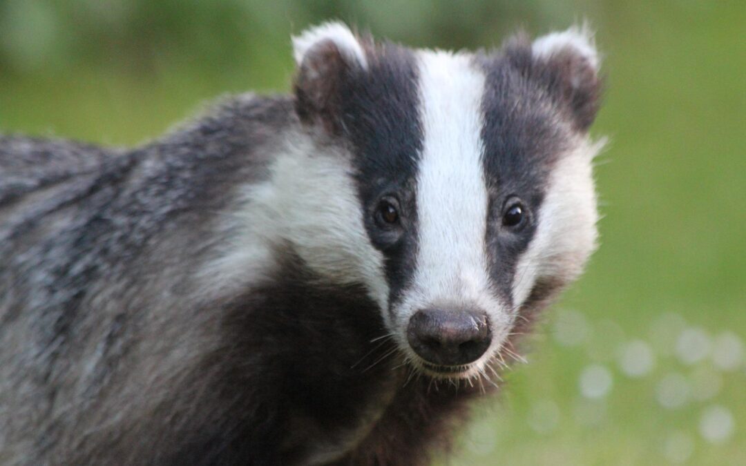 Close up image of a badger on grass