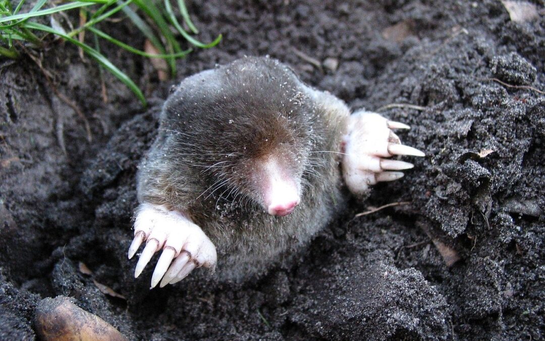 Mole emerging from a mole hill